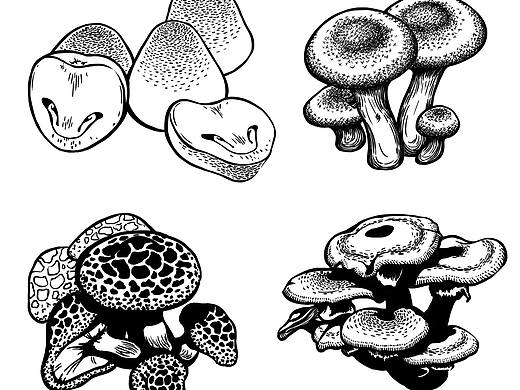 菌类