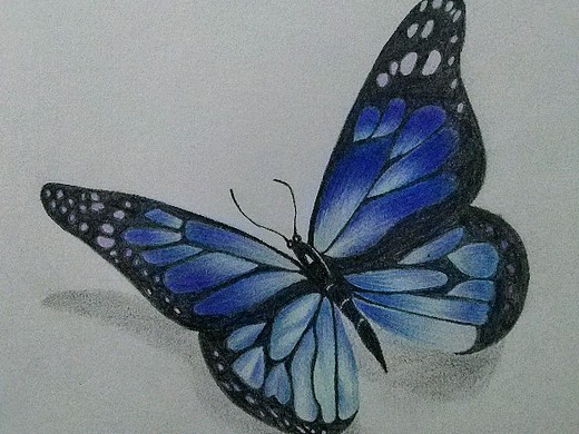 蝴蝶,蓝蝴蝶,the blue butterfly.