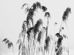风景如画