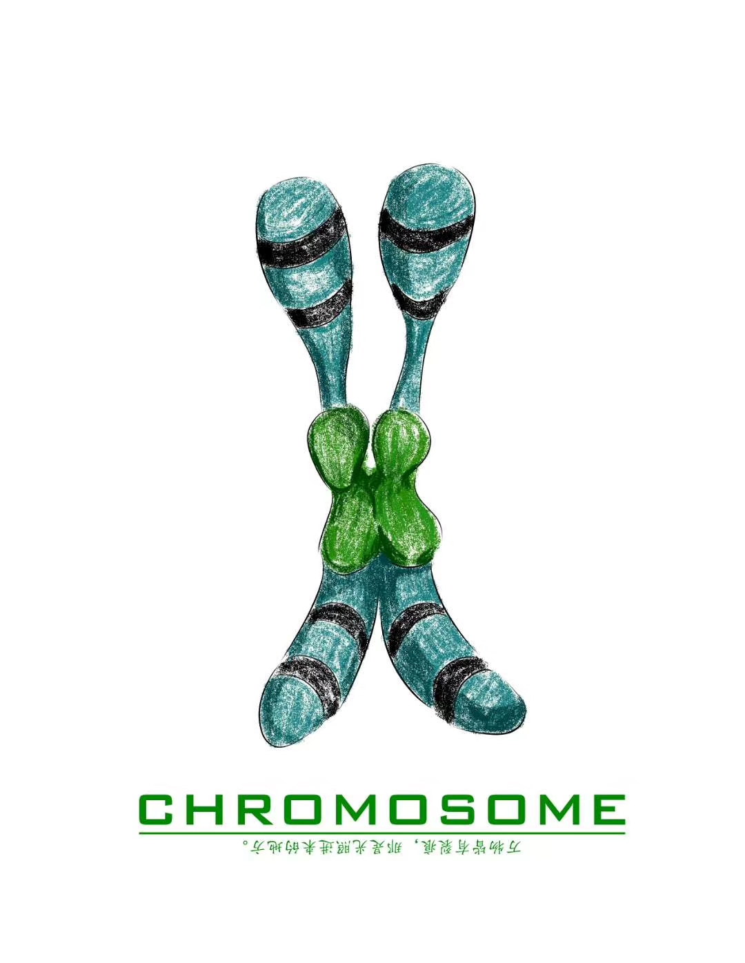 23对染色体分别对应的是哪些症状? - 知乎