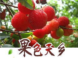 杨梅