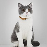 一只猫的天空之城的头像