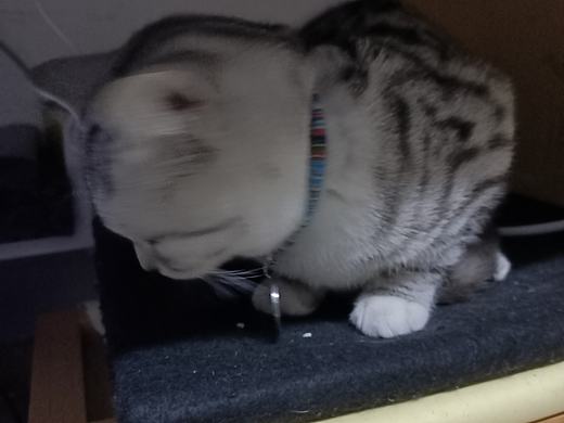 困了（個人主頁-ZNDE0MzI0NjQ=） - 寵物攝影 - 站酷設(shè)計師言吾齋原創(chuàng)素材 - 站酷ZCOOL