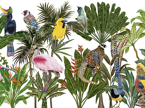 Bird Paradise