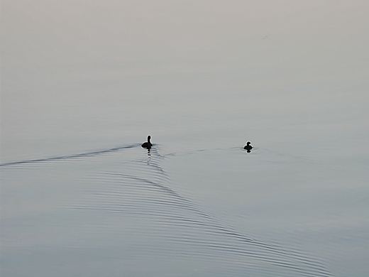 鴛鴦戲水（個人主頁-ZNDc0NTYyODA=） - 人文/紀實攝影 - 站酷設(shè)計師江明叔原創(chuàng)素材 - 站酷ZCOOL