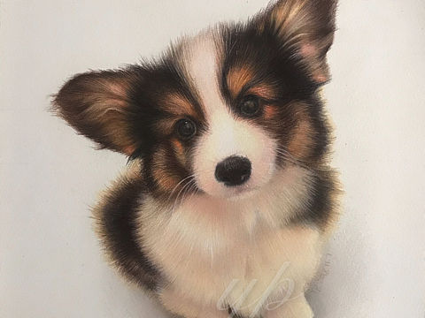 彩铅—《一只汪》