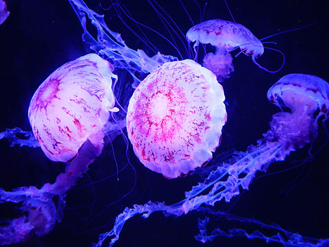 海洋生物摄影—【水母】