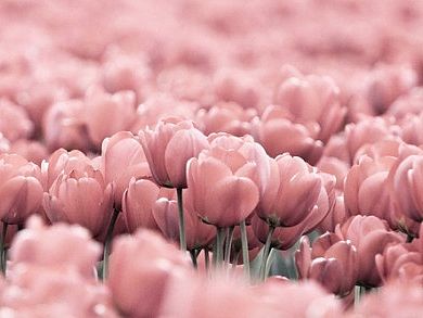 粉黛天娇（个人主页-ZMTMyMTI1NjA=） - 图案 - 站酷设计师star雨原创素材 - 站酷ZCOOL