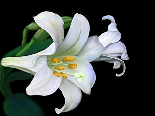 百合与水仙