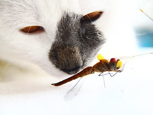 摄影 | 贱贱来了の昆虫