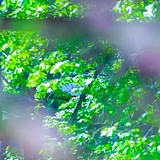 木林森15的头像