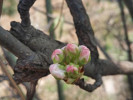 春，古月廴聿（个人主页-ZNDMxOTY2ODQ=） - 风光摄影 - 站酷设计师古月廴聿原创素材 - 站酷ZCOOL
