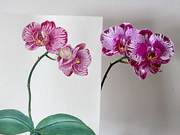 花卉