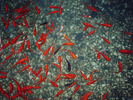 月底拍組小理魚轉(zhuǎn)運