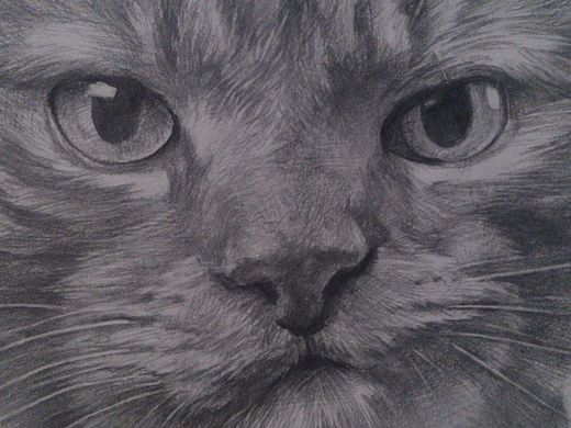 貓（個(gè)人主頁(yè)-ZMTIyNDkxNzY=） - 繪畫(huà) - 站酷設(shè)計(jì)師behon原創(chuàng)素材 - 站酷ZCOOL