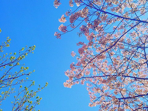 櫻花（個(gè)人主頁-ZMzU5NjM5MzI=） - 風(fēng)光攝影 - 站酷設(shè)計(jì)師CaterpillarMou原創(chuàng)素材 - 站酷ZCOOL