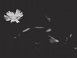 花花草草
