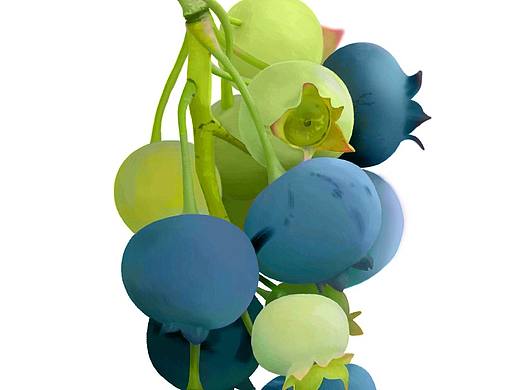 蓝莓写实（个人主页-ZNTk5NDI4OTY=） - 创作习作 - 站酷设计师檬檬哒原创素材 - 站酷ZCOOL