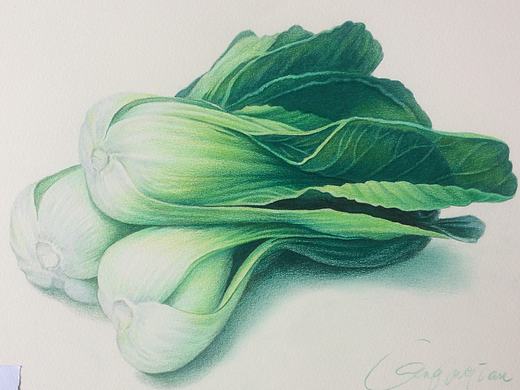 彩铅--三棵青菜