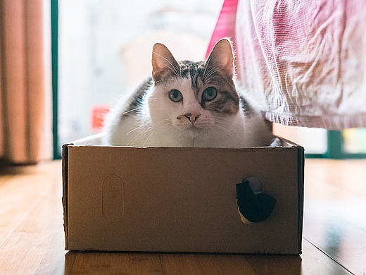 过年这几天,除了老妈,就属我家的猫最忙!