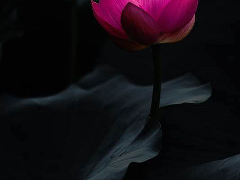 浮香绕曲岸，圆影覆华池.....（个人主页-ZMjM3NTI1ODA=） - 风光摄影 - 站酷设计师石原Ashley原创素材 - 站酷ZCOOL