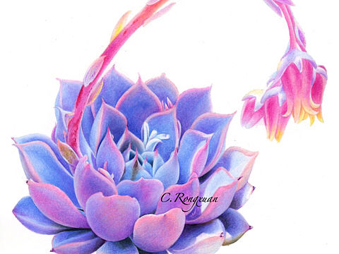 菲欧娜