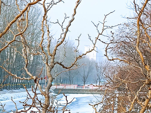 冰雪  树枝