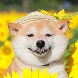 小黄裤的头像