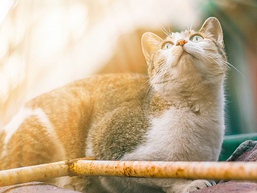 【喵呜画报】第八期 [10P]