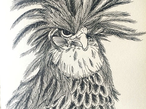 鸡