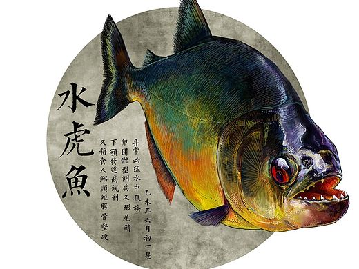 海鲜食材 系列之 ——水虎鱼 未完待续……