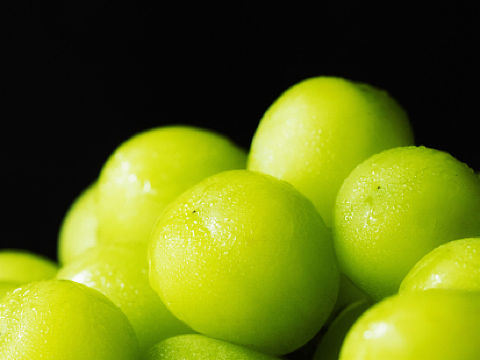 日本籍香印青提