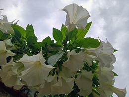 家中花草