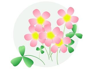 酢浆草——大马士革玫瑰 矢量练习