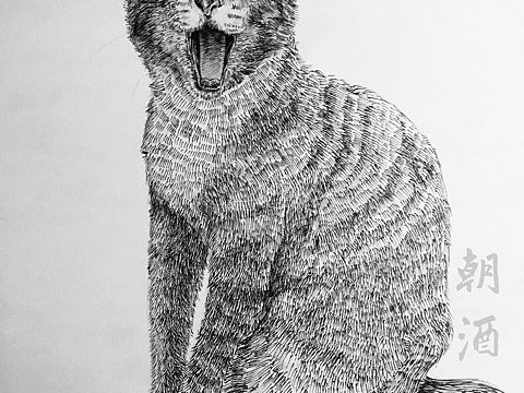 猫