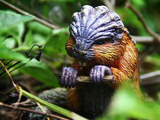 《怪物獵人幼崽領(lǐng)養(yǎng)計劃》第二彈——幼年河貍獸 手辦涂裝完成品（個人主頁-ZNDIzMzY3Mg==） - 手辦/模玩 - 站酷設(shè)計師andy_chenss原創(chuàng)素材 - 站酷ZCOOL