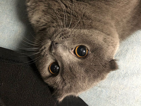 手机拍摄的小可爱们