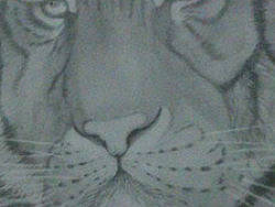 手绘虎（个人主页-ZMTg5MjQzMg==） - 绘画 - 站酷设计师houruikun原创素材 - 站酷ZCOOL