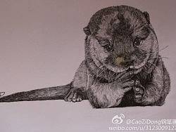 《水獭》（个人主页-ZMzExNzQ2MA==） - 绘画 - 站酷设计师曹紫东ZD原创素材 - 站酷ZCOOL