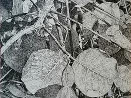 钢笔画《树丛》