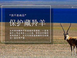 藏羚羊保护   异形专题
