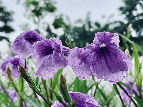 七月底的喇叭花