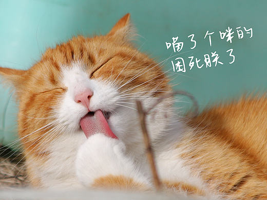 一款细腻优雅的女生手写字体