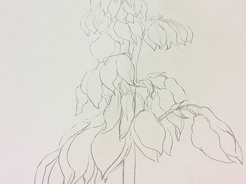 水彩木薯