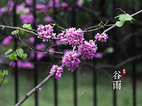 清明雨后
