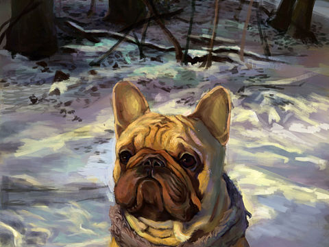 雪地斗牛犬