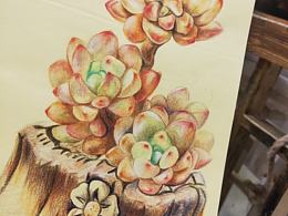 彩铅手绘—多肉植物