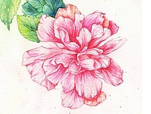 创作——花卉2