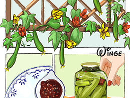 美食系列一黄瓜procreate手绘