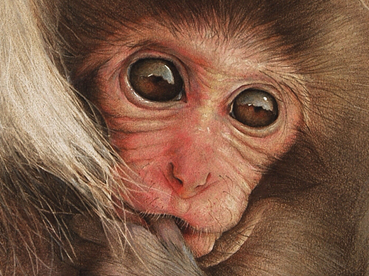 猴年大吉大利,财源滚滚,我的水粉画最后一张是彩铅小猴子